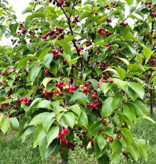 višeň strom plodící min